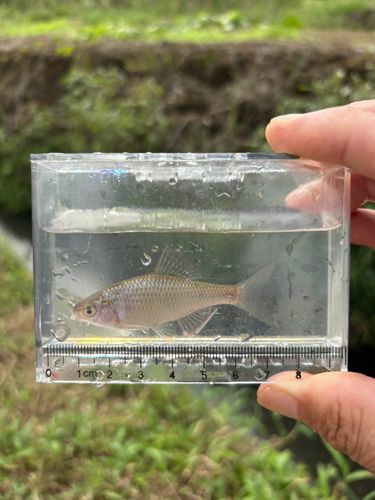 アカヒレタビラの釣果