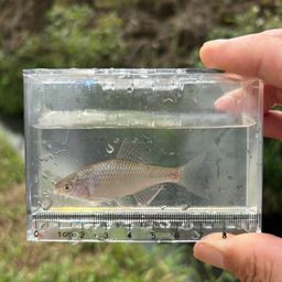 アカヒレタビラ