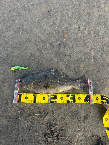 ヒラメの釣果