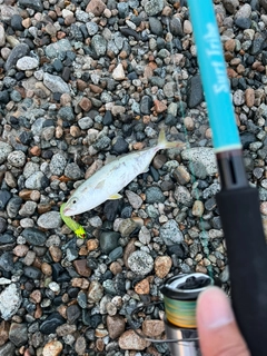 ツバイソの釣果