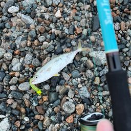 ツバイソ