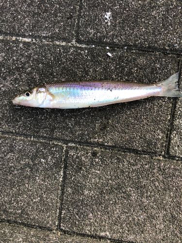 キスの釣果
