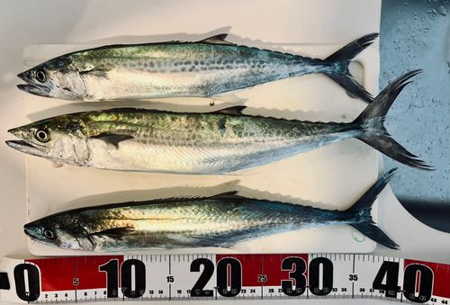 サゴシの釣果