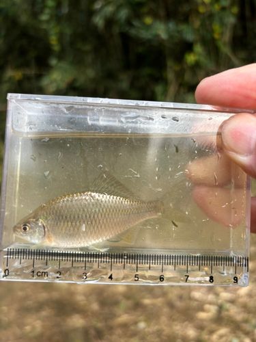 カネヒラの釣果