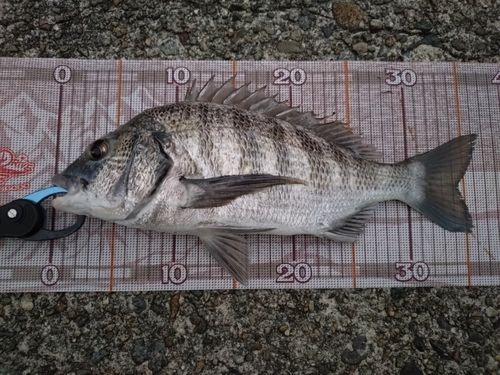チヌの釣果