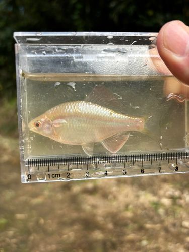 カネヒラの釣果