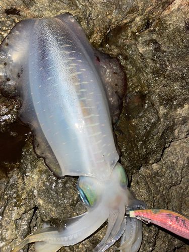 アオリイカの釣果