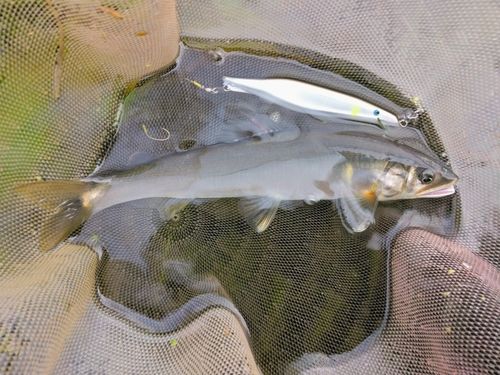 アユの釣果