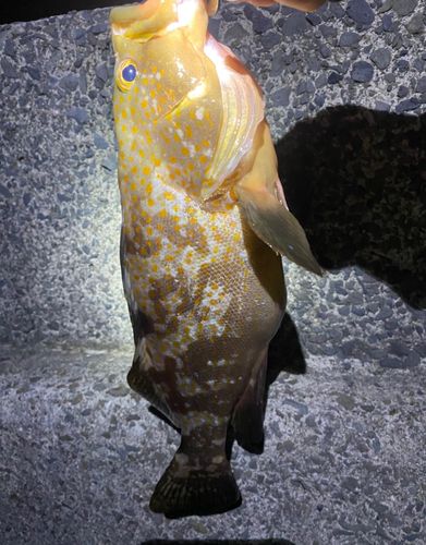 アコウの釣果