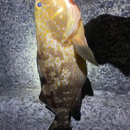 アコウ