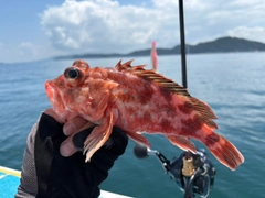 ガシラの釣果