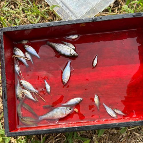 カネヒラの釣果