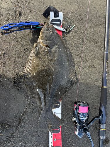 ヒラメの釣果