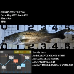 シーバスの釣果