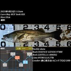 シーバスの釣果