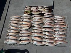 シロアマダイの釣果