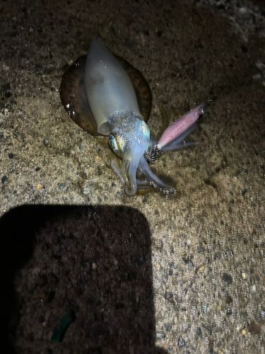 越前海岸