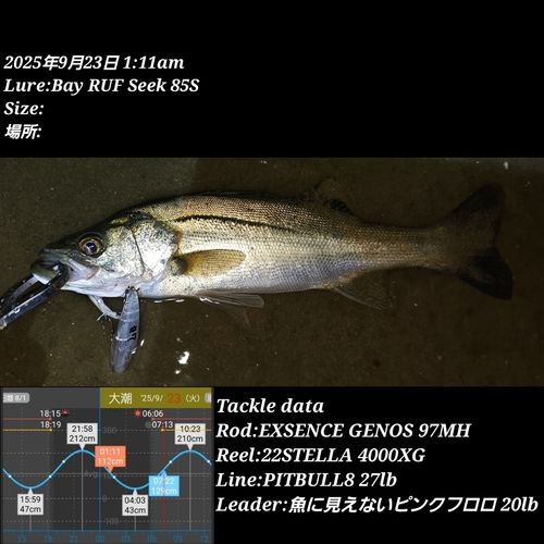 シーバスの釣果