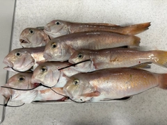 シロアマダイの釣果