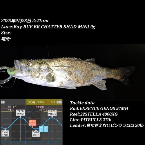 シーバスの釣果