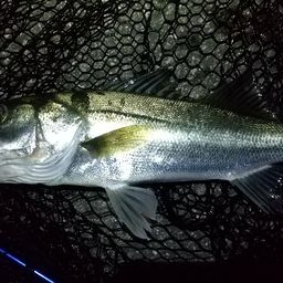 ハネ（マルスズキ）