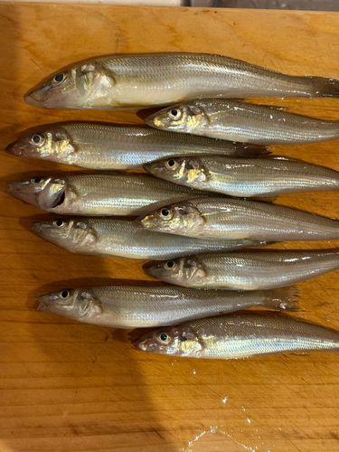 キスの釣果