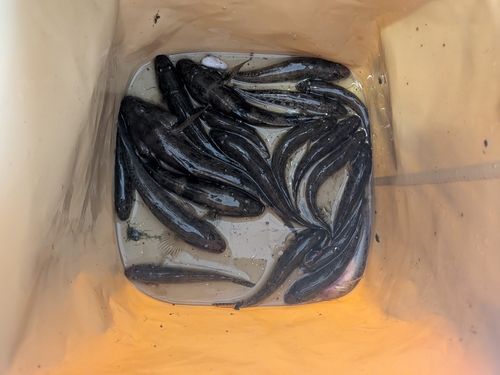ハゼの釣果