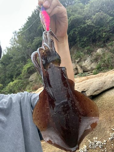 アオリイカの釣果