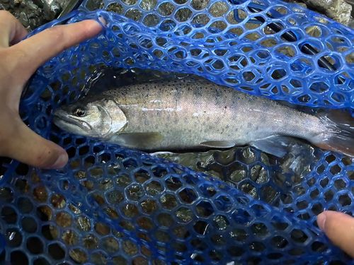ヤマメの釣果