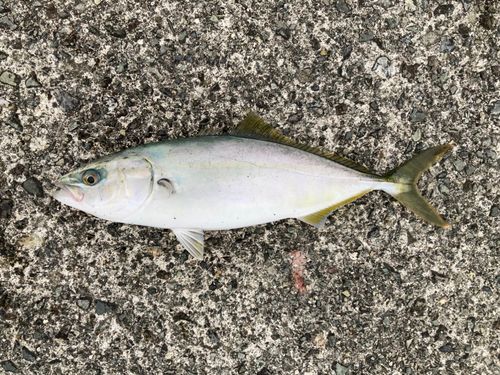 ツバスの釣果