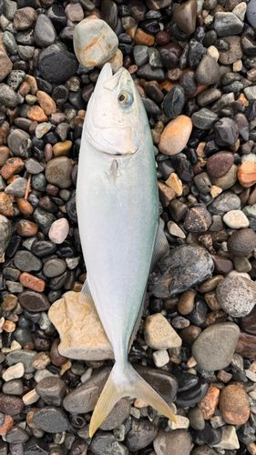 ワカシの釣果