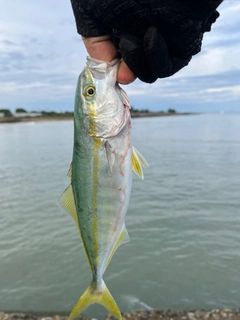 ワカシの釣果