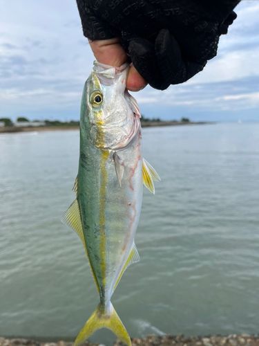 ワカシの釣果