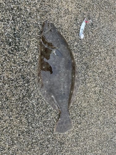 ヒラメの釣果