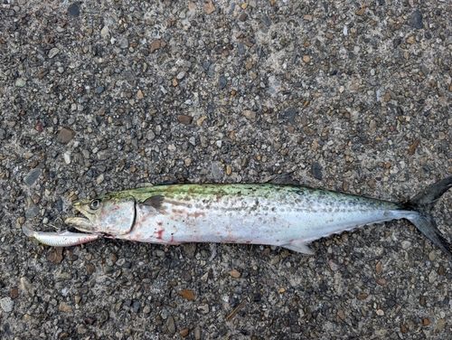 サゴシの釣果