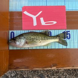 ラージマウスバス