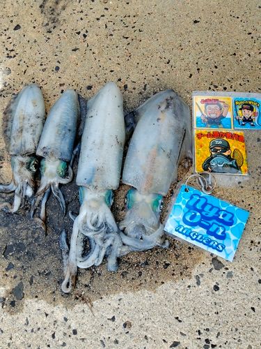 アオリイカの釣果