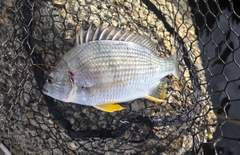 キビレの釣果