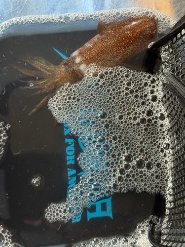 マメイカの釣果