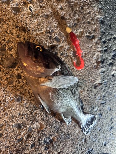 ソイの釣果