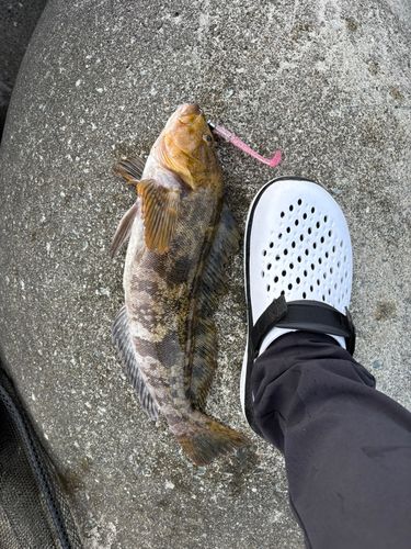 アイナメの釣果