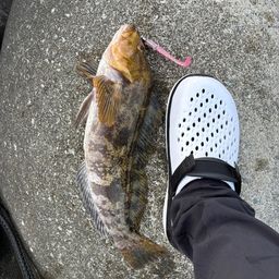 アイナメ