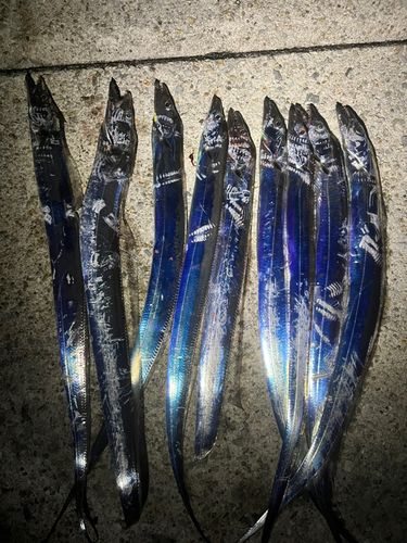 タチウオの釣果