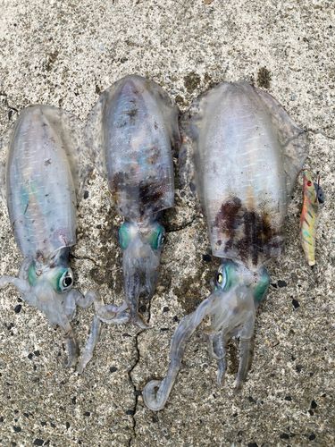 アオリイカの釣果