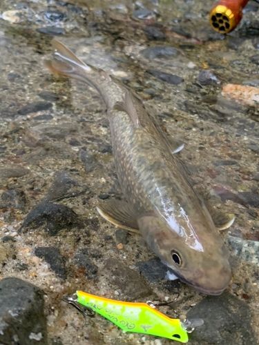 イワナの釣果