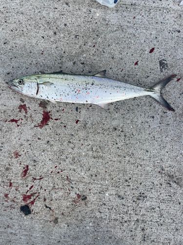 サゴシの釣果