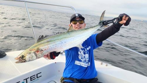 サワラの釣果