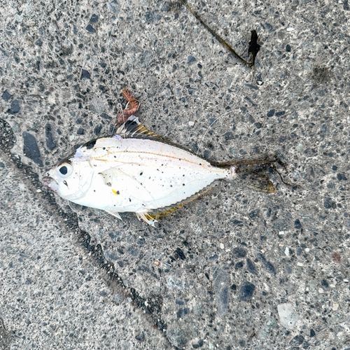 マハゼの釣果