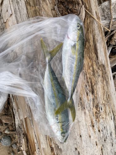 ツバイソの釣果