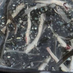 カタクチイワシ